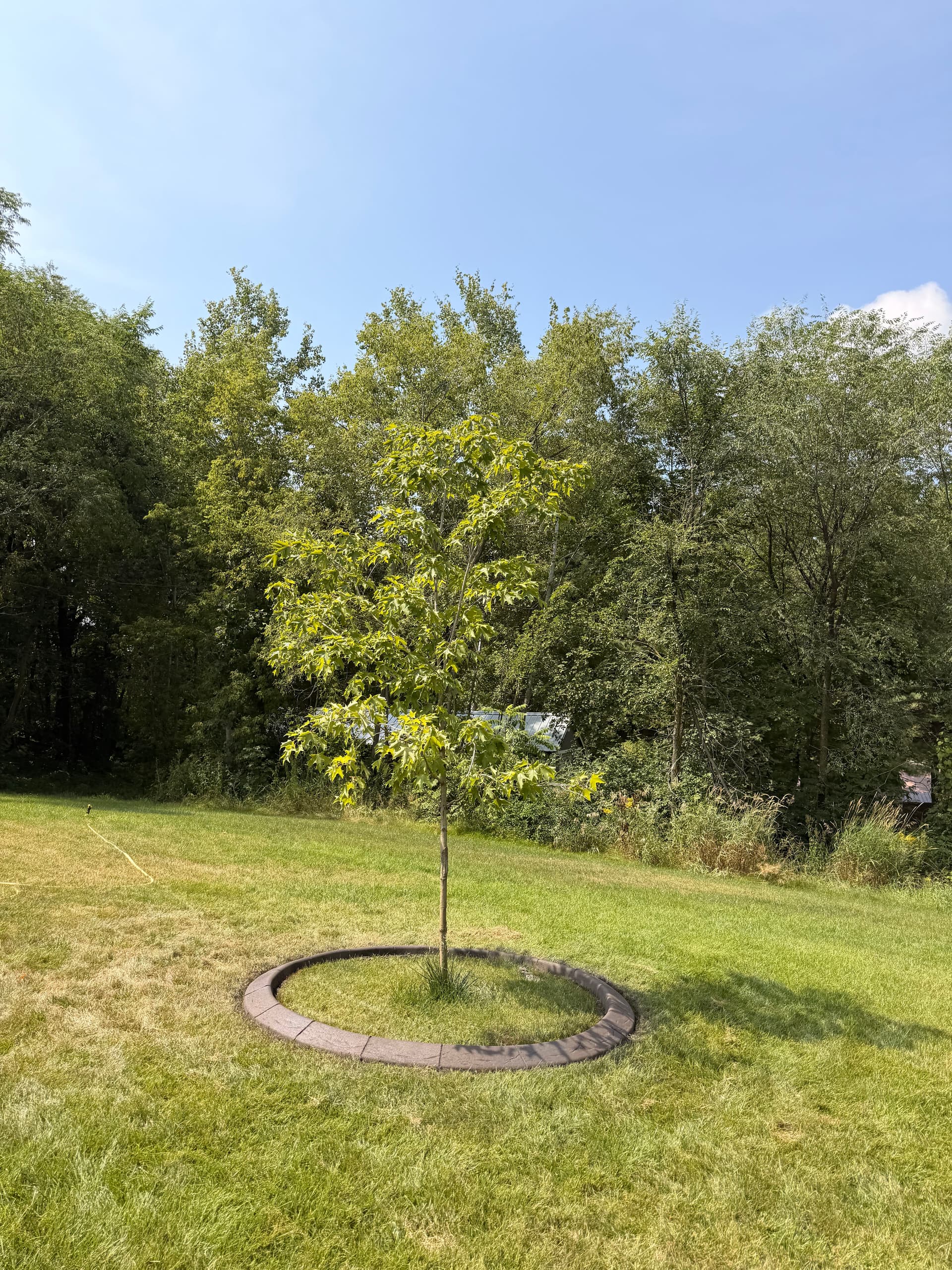 Gallery photos for Concrete Curbing Around Trees and Beds in Swanville Minnesota: Image #1