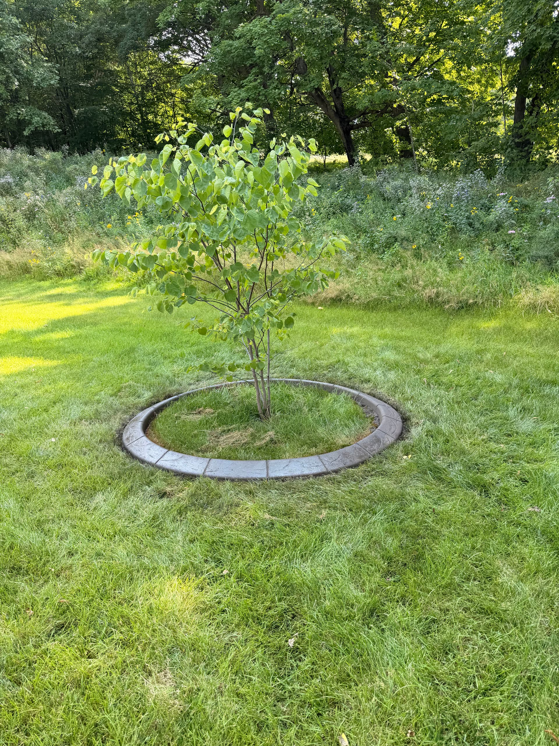Gallery photos for Concrete Curbing Around Trees and Beds in Swanville Minnesota: Image #2