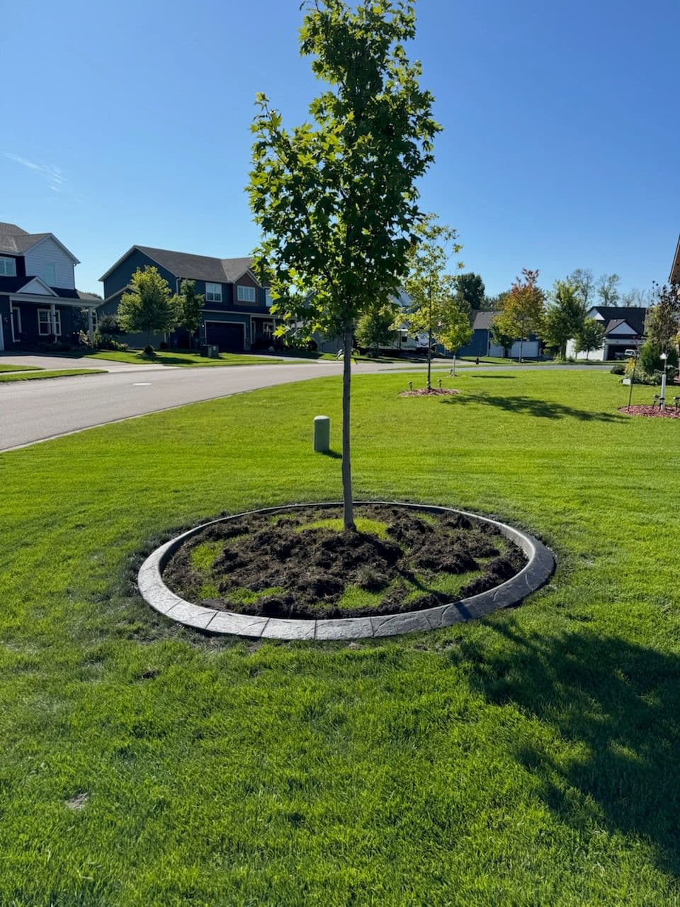 Stunning Landscaped Tree Rings Inspire Yard Transformations image